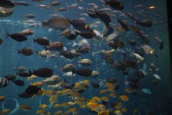 Hakone-en Aquarium: Be Sure to Catch the Underwater Show and the Baikal Seal Show