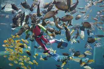 【箱根園水族館】幻想的な海中ショーや楽しいバイカルアザラシショーを