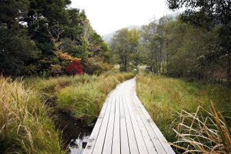 【箱根湿生花園】3月から11月まで季節の花が楽しめる植物園