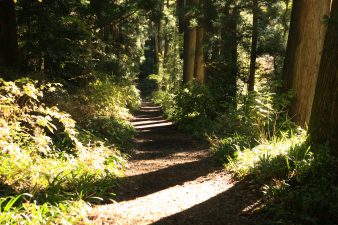 Old Tokaido Road Ancient Cedar Avenue: A Promenade Lined with Giant Soaring Trees